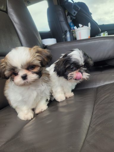 teacup puppies on a car seat