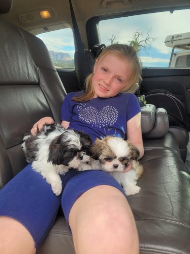 Girl in car with small Shih Tzu pups