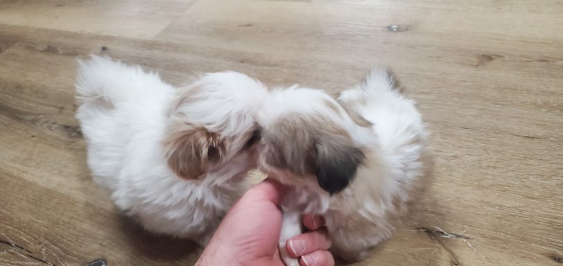 Small Imerial Shihtzu puppies