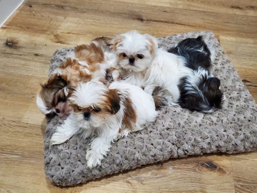 Four Teacup puppies resting