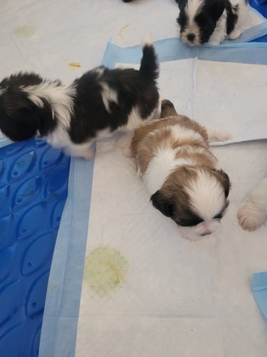 6 week old Shih tzu puppies